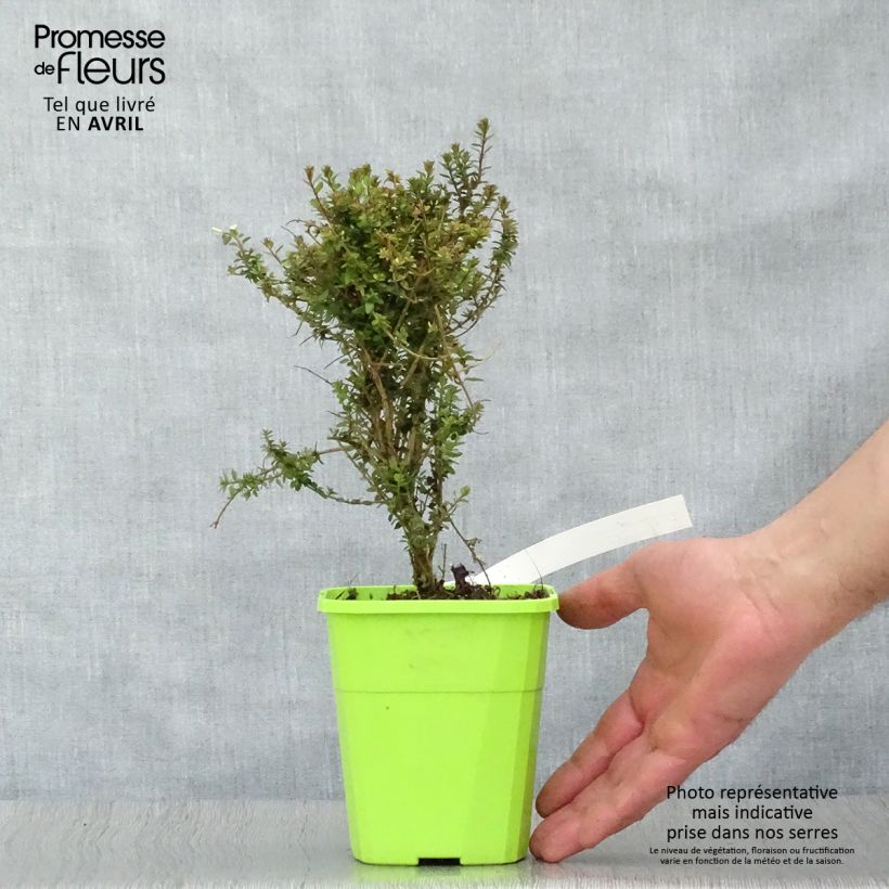 Example of Lonicera nitida Scoop - Chèvrefeuille à feuilles de buis Pot van 1 l/1,5 l as you get in printemps