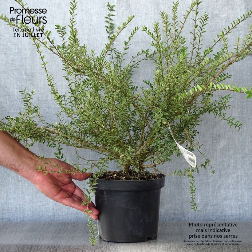 Exemplaar van Lonicera nitida Silver Beauty - Chinese kamperfoelie Pot van 2 l/3 l zoals geleverd in de zomer