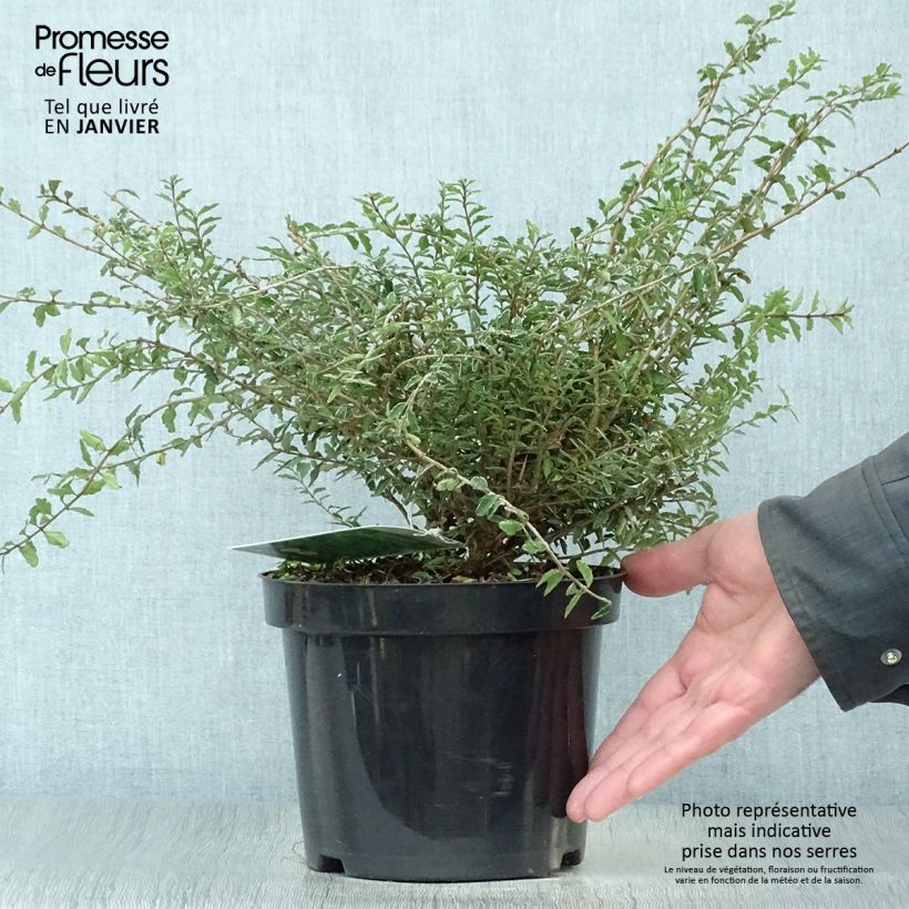 Example of Lonicera nitida Silver Beauty - Chèvrefeuille nain arbustif Pot van 2 l/3 l as you get in hiver