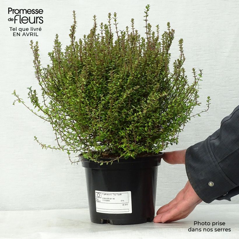 Exemplaar van Lonicera nitida Tidy Tips - Chinese kamperfoelie Pot van 2 l/3 l zoals geleverd in de lente