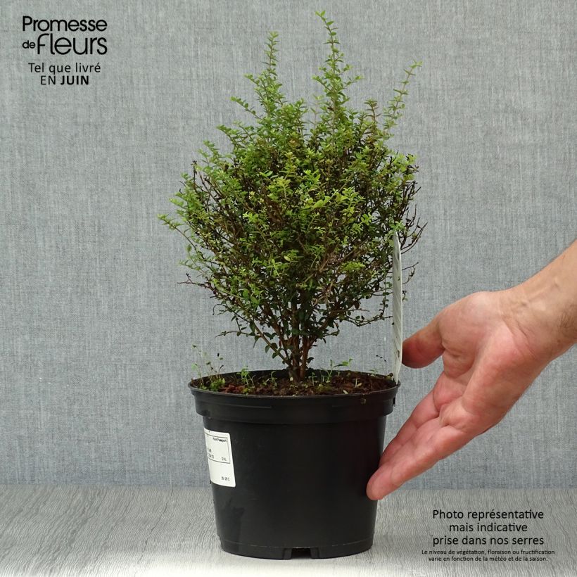 Exemplaar van Lonicera nitida Tidy Tips - Chinese kamperfoelie Pot van 2 l/3 l zoals geleverd in de zomer