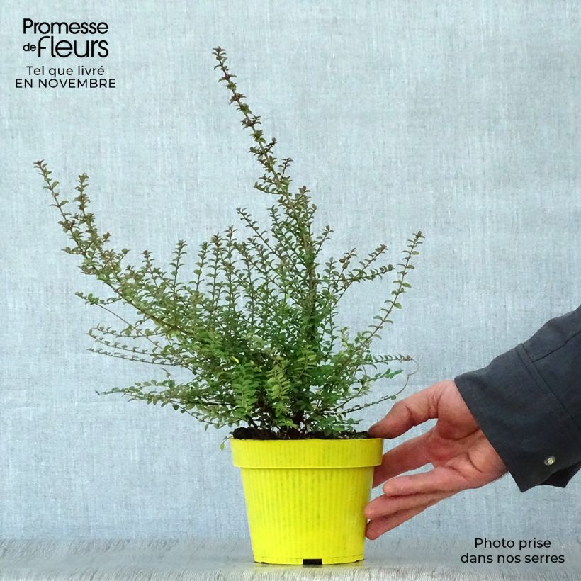 Exemplaar van Lonicera nitida - Chèvrefeuille à feuilles de buis  Pot de 1L/1,5L zoals geleverd in de herfst