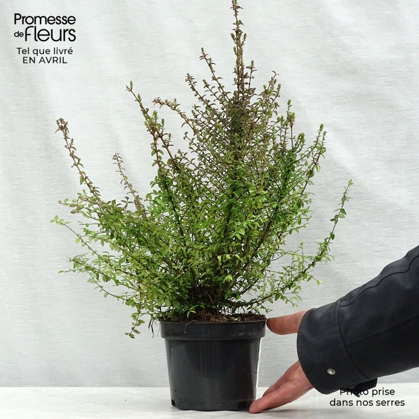 Exemplaar van Lonicera nitida - Chinese kamperfoelie Pot van 1 l/1,5 l zoals geleverd in de lente