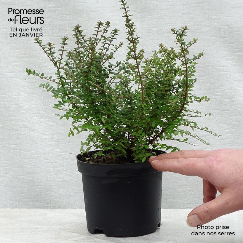 Example of Lonicera nitida - Chinese kamperfoelie Pot van 1 l/1,5 l as you get in hiver