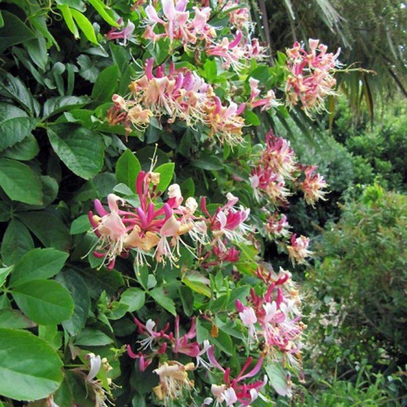 Lonicera periclymenum Belgica Select - Wilde kamperfoelie (Plant habit)