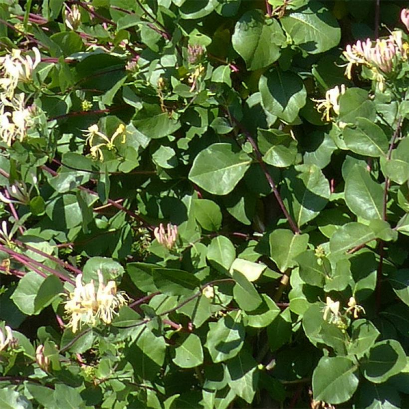Lonicera periclymenum Graham Thomas - Wilde kamperfoelie (Foliage)