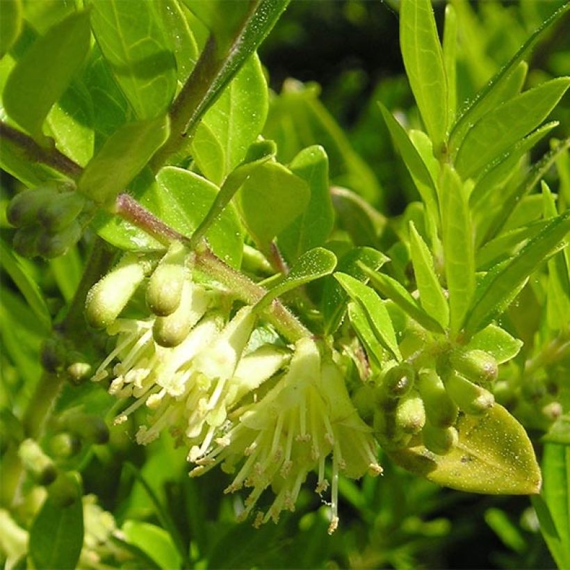 Lonicera pileata - Dooskamperfoelie (Flowering)