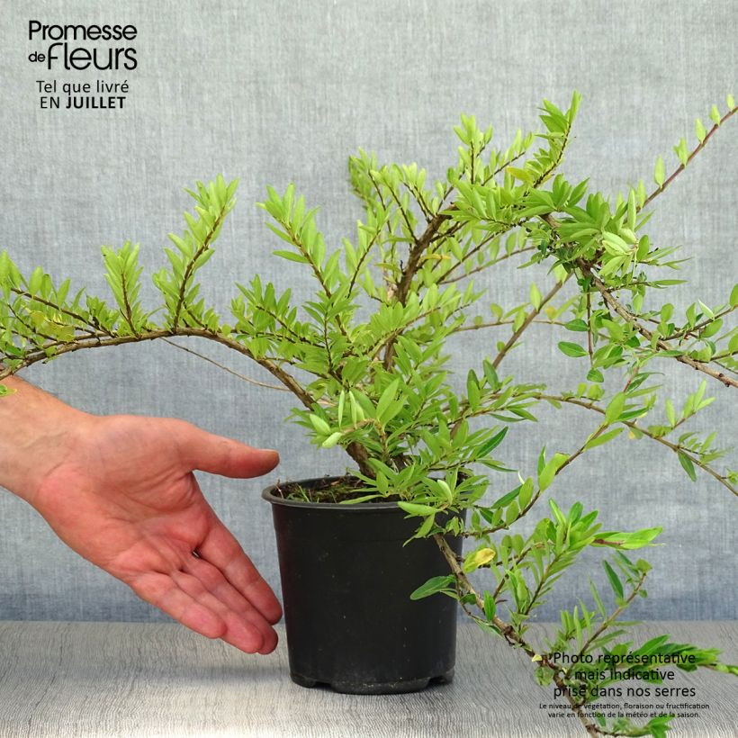 Exemplaar van Lonicera pileata - Dooskamperfoelie Pot van 1 l/1,5 l zoals geleverd in de zomer