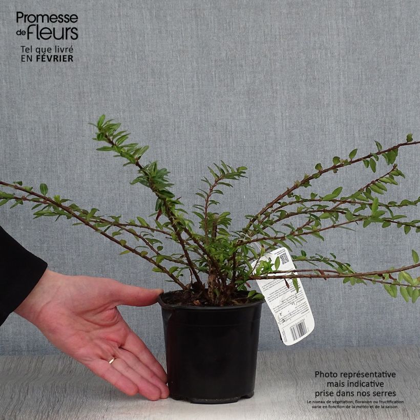 Example of Lonicera pileata - Chèvrefeuille à cupule Pot van 1 l/1,5 l as you get in hiver