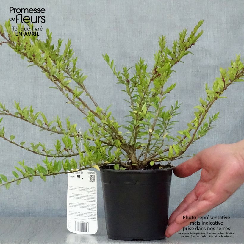 Exemplaar van Lonicera pileata - Dooskamperfoelie Pot van 1 l/1,5 l zoals geleverd in de lente