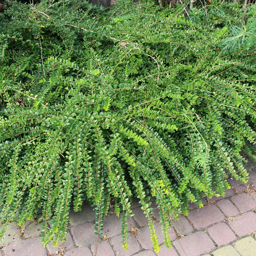 Lonicera pileata - Dooskamperfoelie (Groeiplaats)