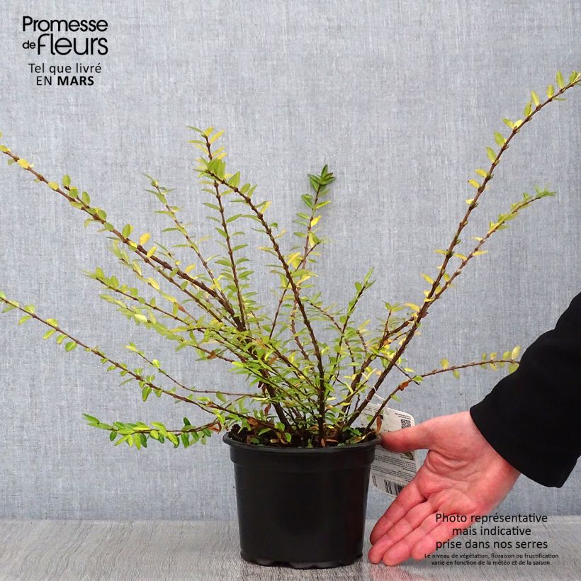 Example of Lonicera pileata - Chèvrefeuille à cupule Pot van 2 l/3 l as you get in hiver