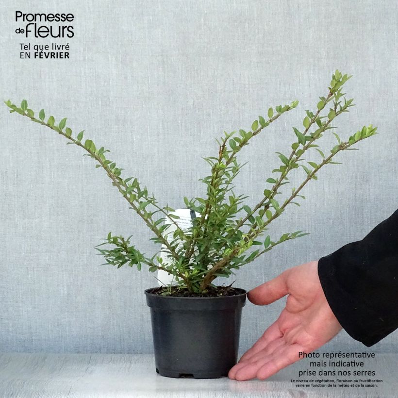 Example of Lonicera pileata Mossgreen - Chèvrefeuilles à cupule Pot van 1 l/1,5 l as you get in hiver