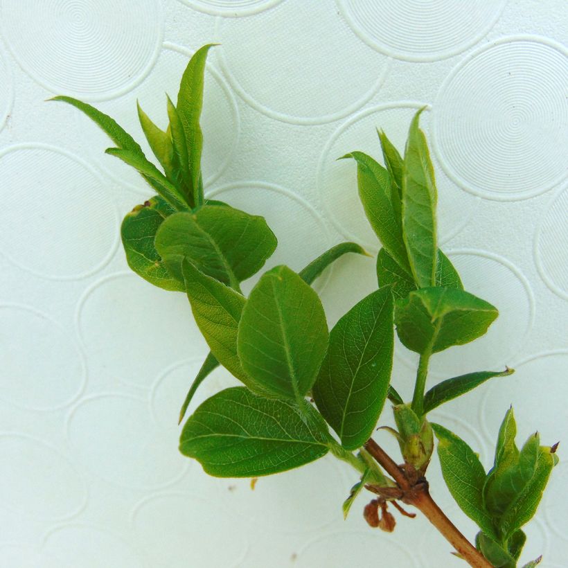 Lonicera purpusii Winter Beauty - Winterkamperfoelie (Foliage)