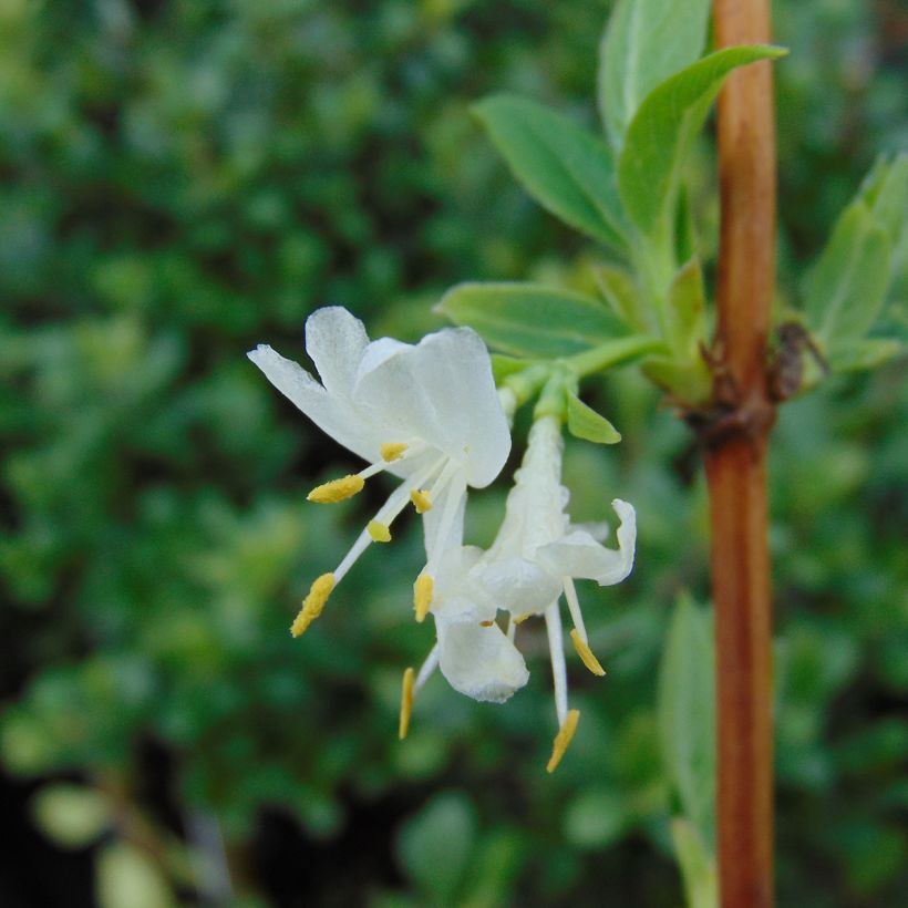 Lonicera purpusii Winter Beauty - Winterkamperfoelie (Flowering)
