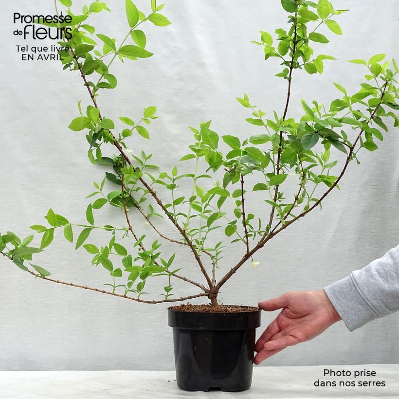 Exemplaar van Lonicera purpusii Winter Beauty - Winterkamperfoelie Pot van 2 l/3 l zoals geleverd in de lente