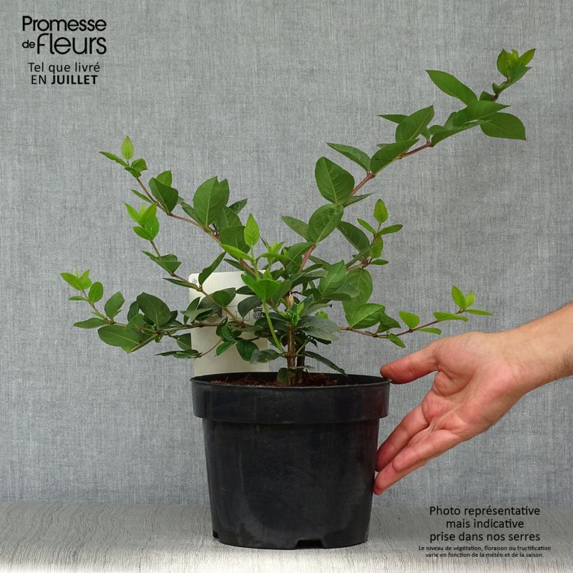 Exemplaar van Lonicera purpusii Winter Beauty - Winterkamperfoelie Pot van 2 l/3 l zoals geleverd in de zomer