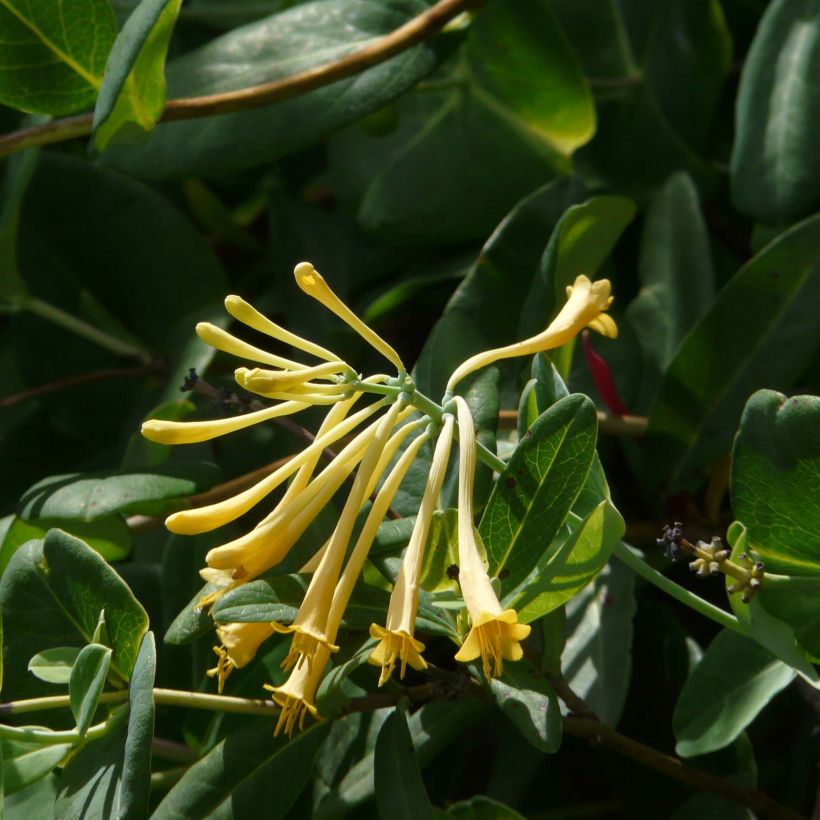 Lonicera sempervirens John Clayton - Kamperfoelie (Bloei)