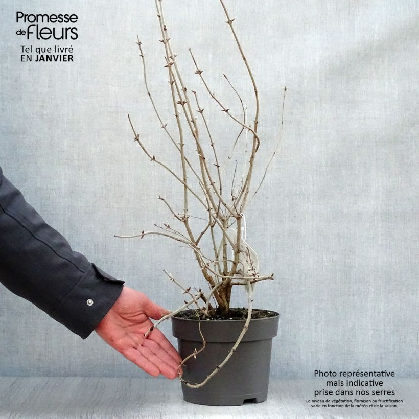 Example of Lonicera tatarica - Chèvrefeuille de Tartarie Pot van 2 l/3 l as you get in hiver