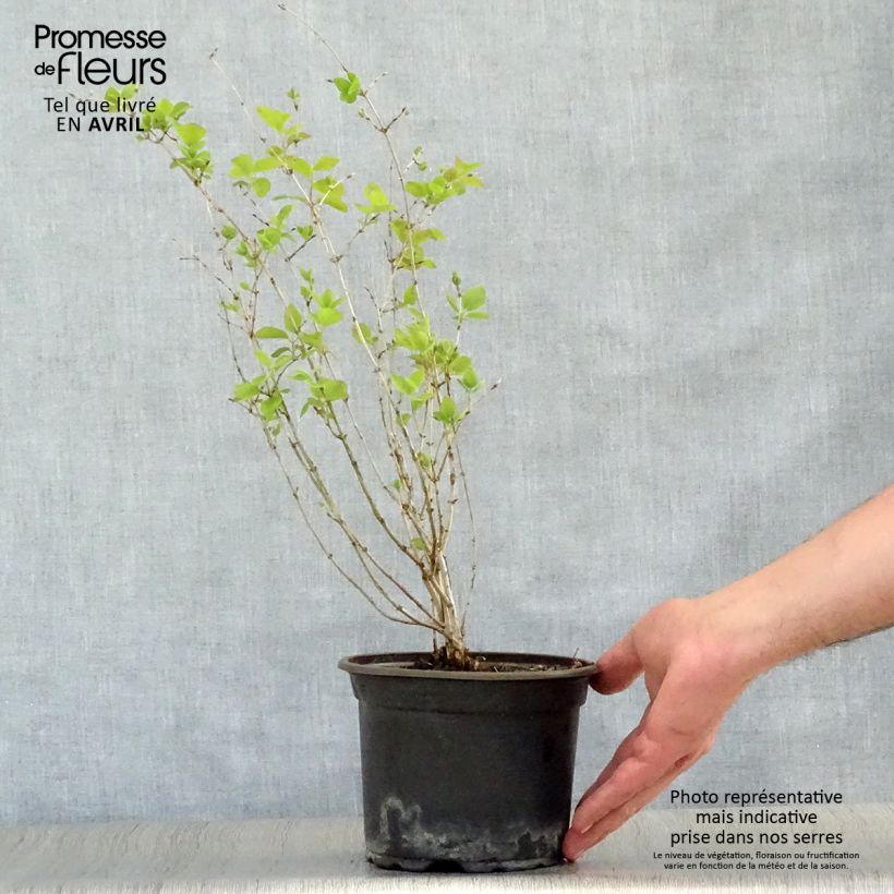 Exemplaar van Lonicera tatarica - Tartaarse kamperfoelie Pot van 2 l/3 l zoals geleverd in de lente