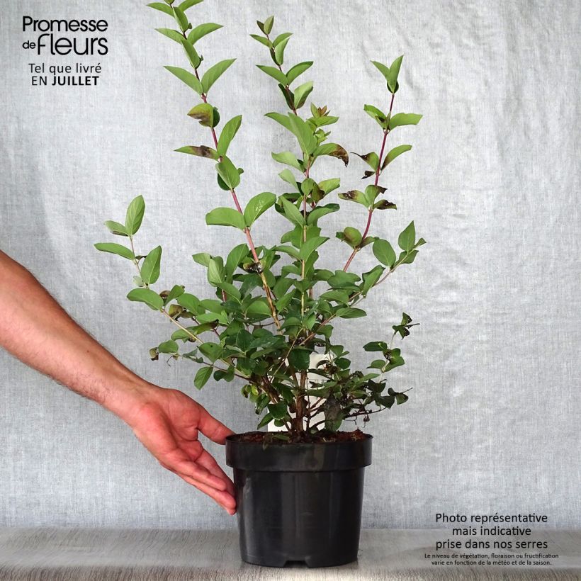 Exemplaar van Lonicera tatarica Hack's Red - Tartaarse kamperfoelie Pot van 3 l/4 l zoals geleverd in de zomer
