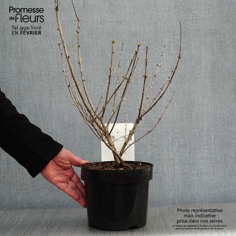 Example of Lonicera tatarica Hack's Red - Chèvrefeuille de tatarie Pot van 3 l/4 l as you get in hiver