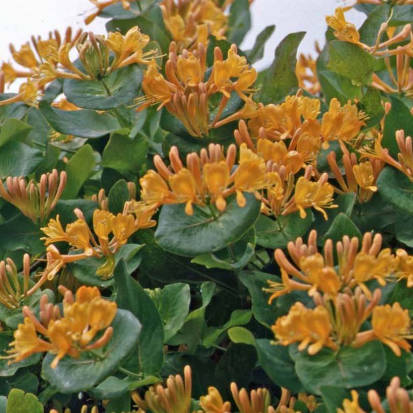 Lonicera tellmaniana - Kamperfoelie (Plant habit)