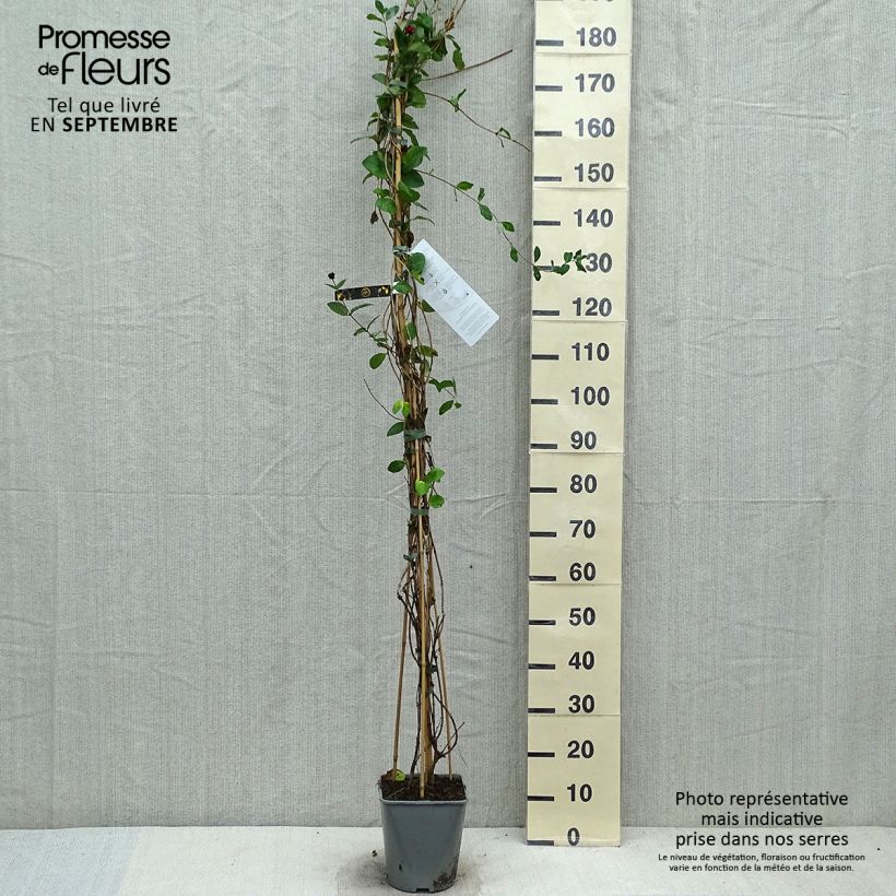 Exemplaar van Lonicera heckrottii - Kamperfoelie Pot van 3 l/4 l zoals geleverd in de herfst