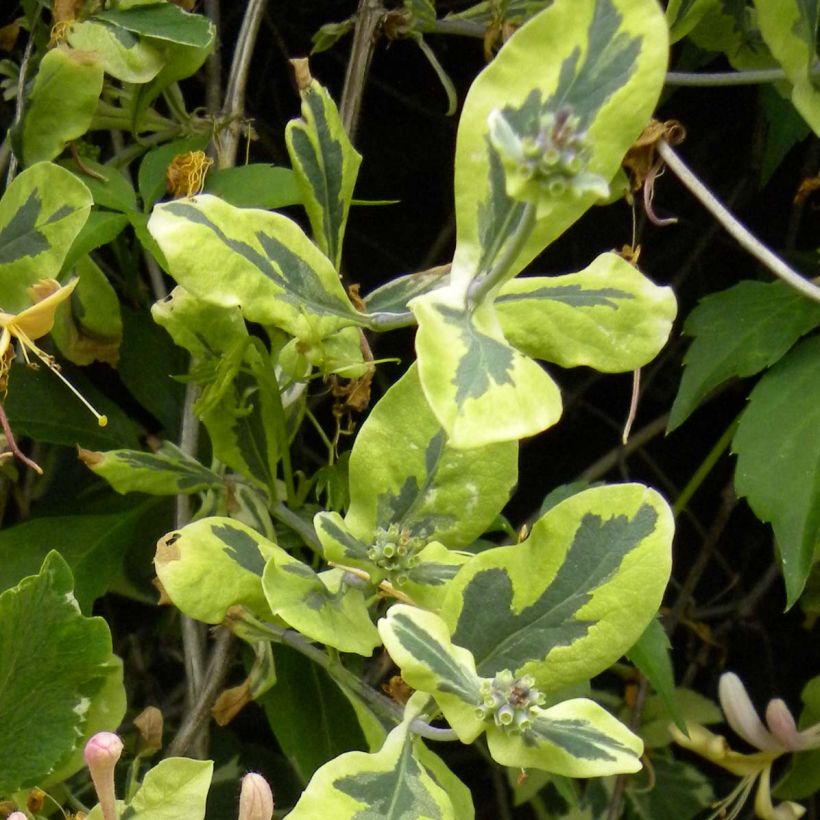 Lonicera italica Harlequin - Bonte kamperfoelie (Foliage)