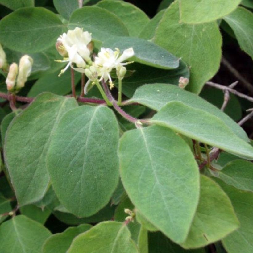 Lonicera xylosteum - Struikkamperfoelie (Foliage)