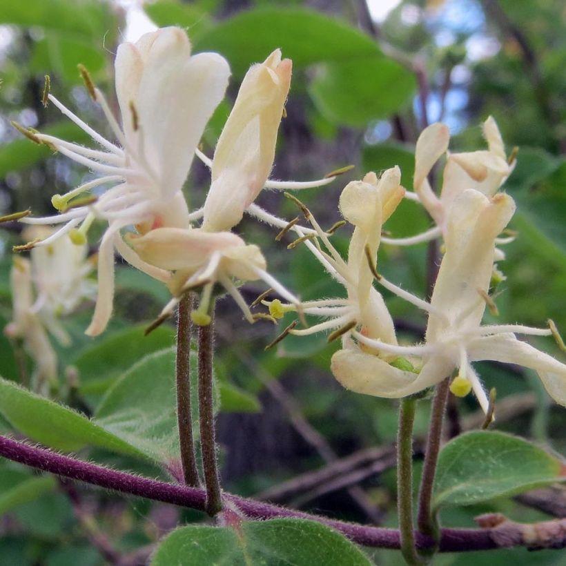 Lonicera xylosteum - Struikkamperfoelie (Flowering)