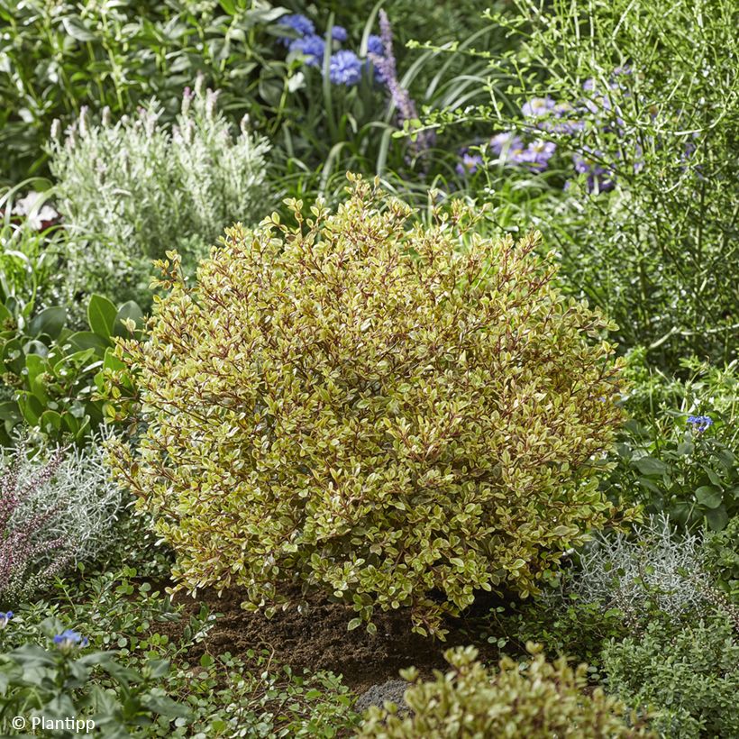 Lophomyrtus Golden Dragon - Nieuw-Zeelandse mirte (Groeiplaats)