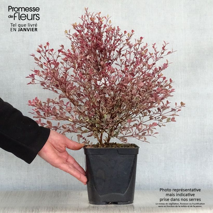 Example of Lophomyrtus Magic dragon Pot van 2 l/3 l as you get in hiver