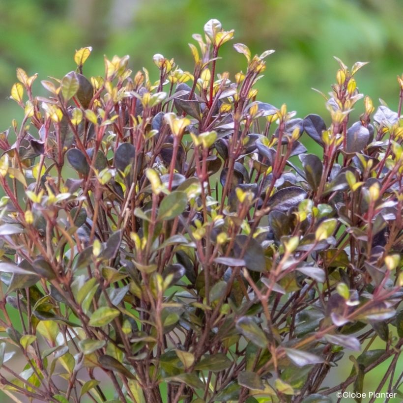 Lophomyrtus Black Stallion (Blad)