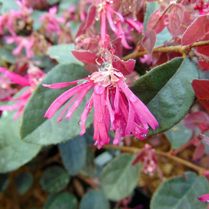 Loropetalum chinense Fire Dance - Chinese franjeboom (Flowering)