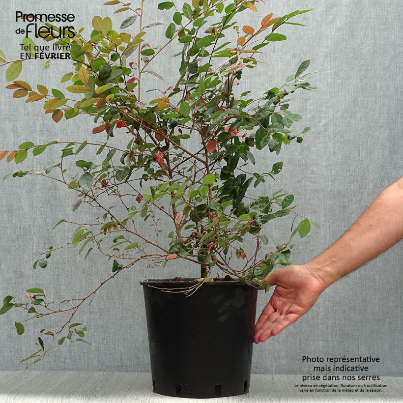 Exemplaar van Loropetalum chinense Fire Dance - Chinese franjeboom Pot van 7,5 l/10 l zoals geleverd in de herfst