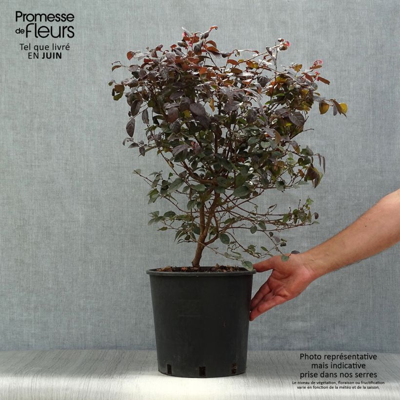 Exemplaar van Loropetalum chinense Fire Dance - Chinese franjeboom Pot van 7,5 l/10 l zoals geleverd in de zomer