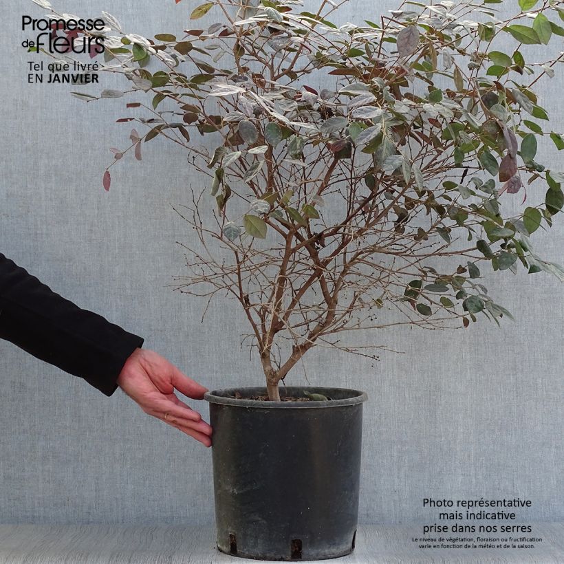 Example of Loropetalum chinense Fire dance Pot van 7,5 l/10 l as you get in hiver