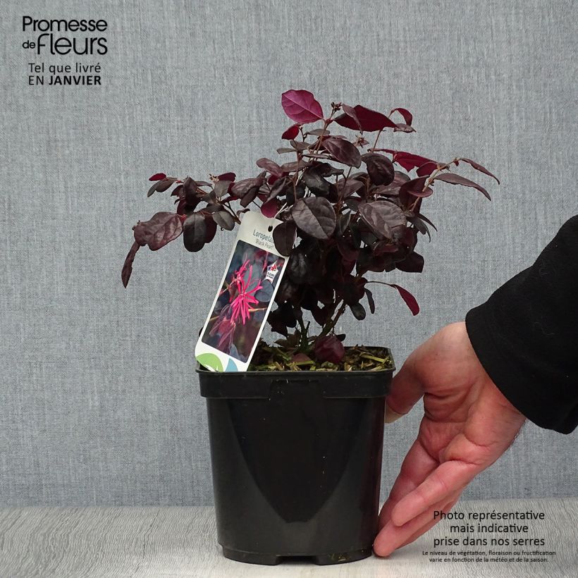 Example of Loropetalum chinense Black Pearl Pot van 1,5 l/2 l as you get in hiver