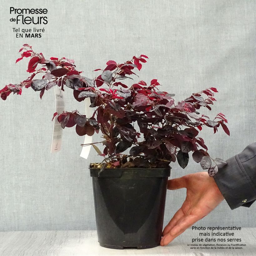 Exemplaar van Loropetalum chinense Black Pearl - Chinese franjeboom Pot van 1,5 l/2 l zoals geleverd in de lente