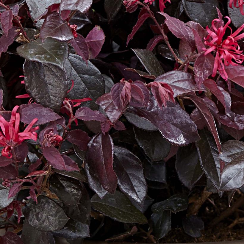 Loropetalum chinense Ever Red - Chinese franjeboom (Foliage)