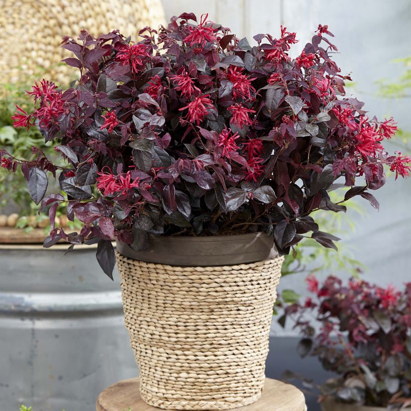 Loropetalum chinense Ever Red - Chinese franjeboom (Plant habit)