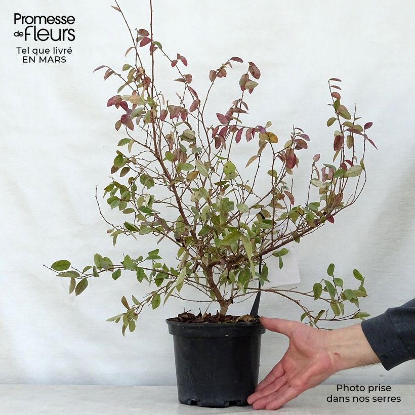 Exemplaar van Loropetalum chinense Fire Dance - Chinese franjeboom Pot van 3 l/4 l zoals geleverd in de lente