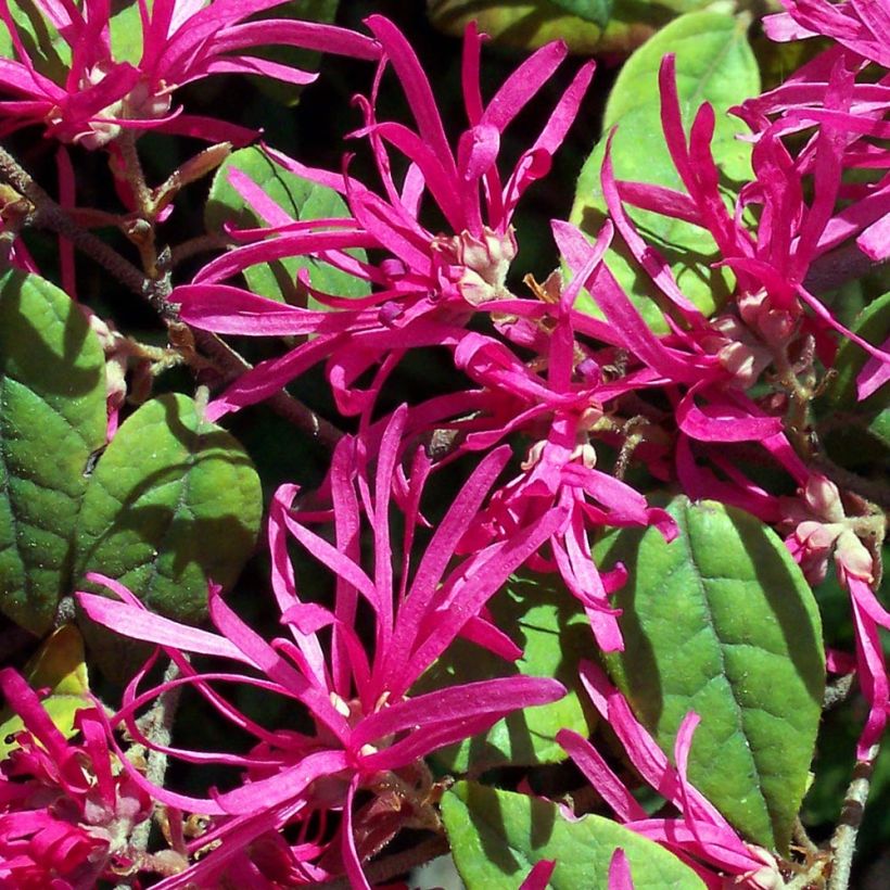 Loropetalum chinense Ming Dynasty - Chinese franjeboom (Flowering)