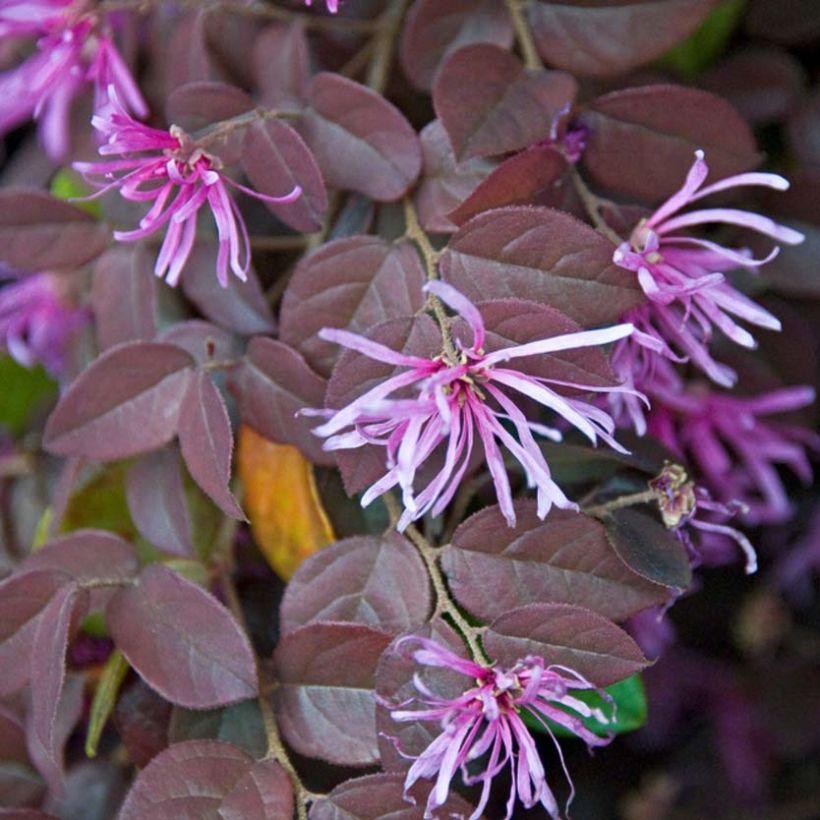 Loropetalum chinense Pipa's Red - Chinese franjeboom (Flowering)