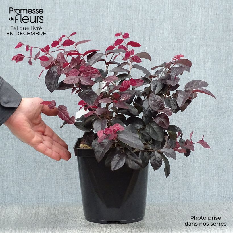 Example of Loropetalum chinense Pipa's Red Pot van 2 l/3 l as you get in hiver