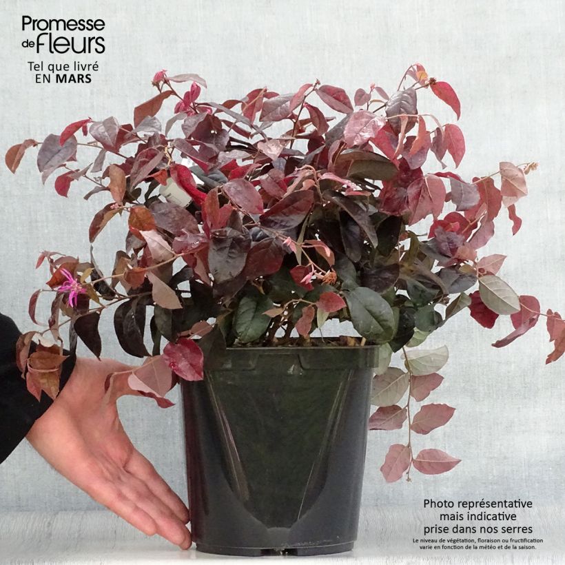 Exemplaar van Loropetalum chinense Pipa's Red - Chinese franjeboom Pot van 2 l/3 l zoals geleverd in de lente