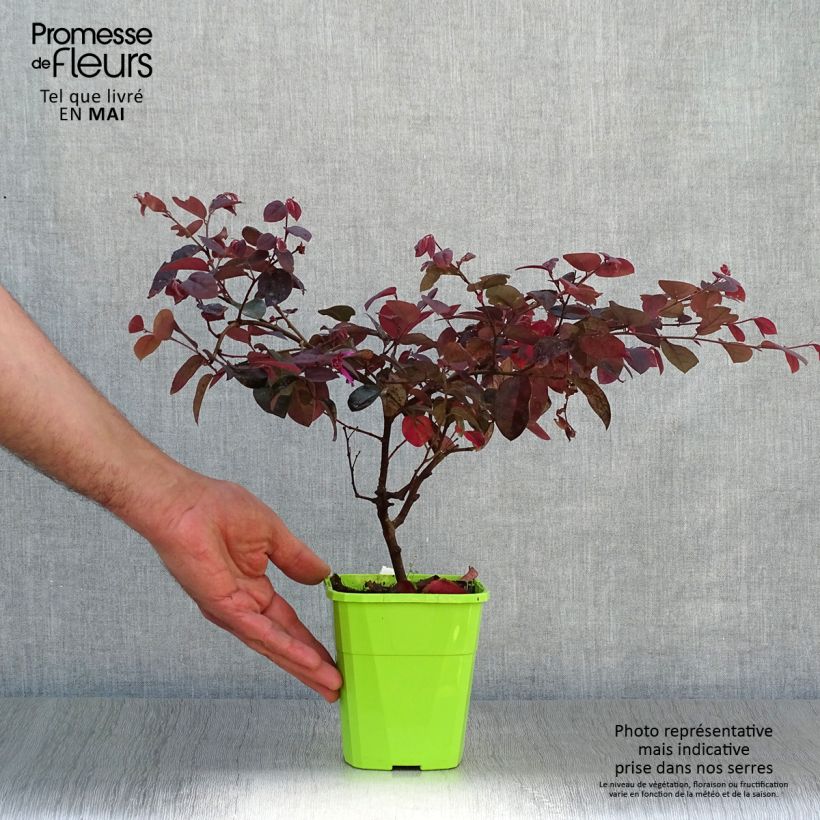 Example of Loropetalum chinense Plum Gorgeous Pot van 2 l/3 l as you get in printemps