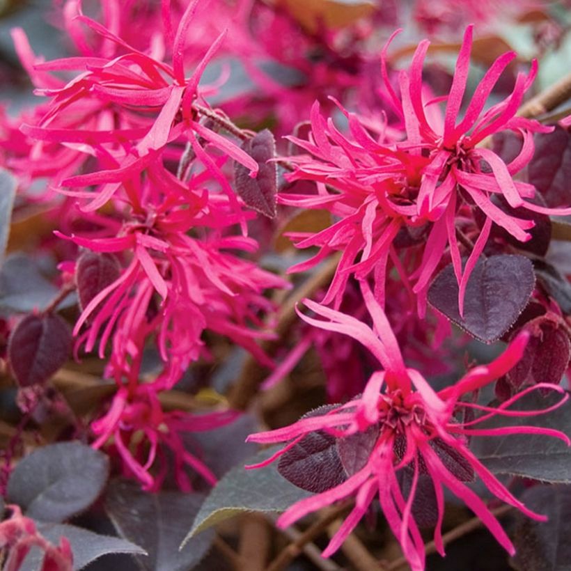 Loropetalum chinense Plum Gorgeous - Chinese franjeboom (Flowering)