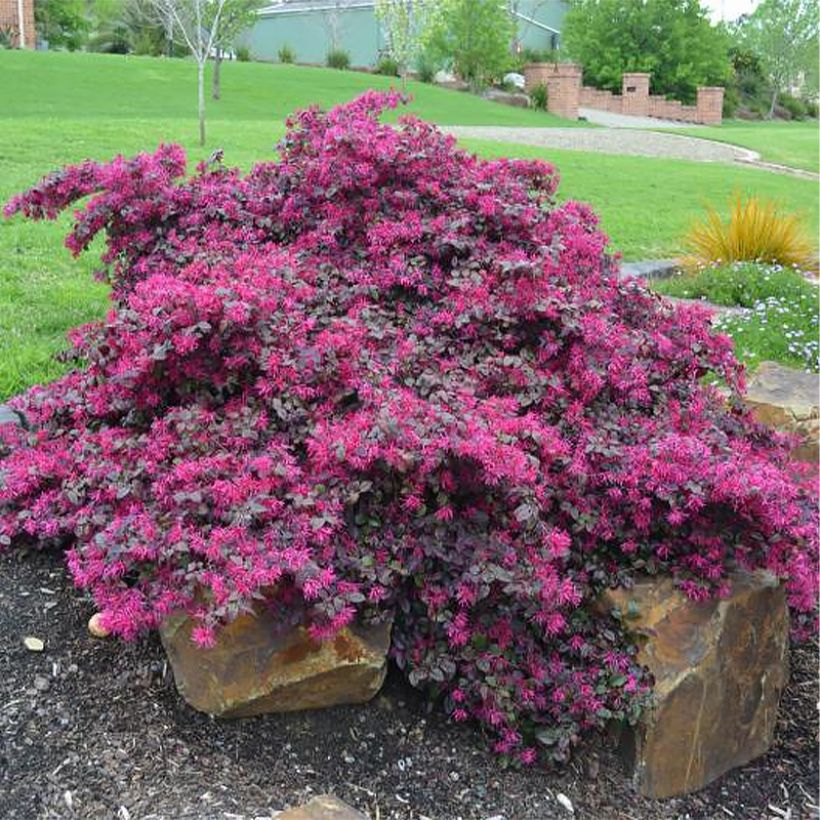 Loropetalum chinense Plum Gorgeous - Chinese franjeboom (Plant habit)